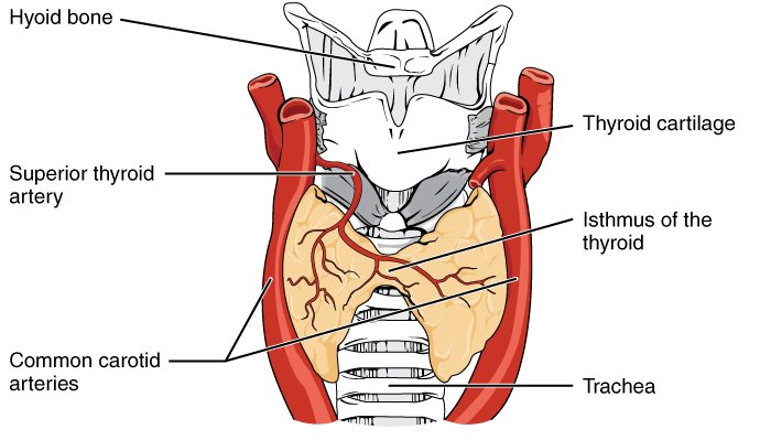 What Is Thyroid Disease?